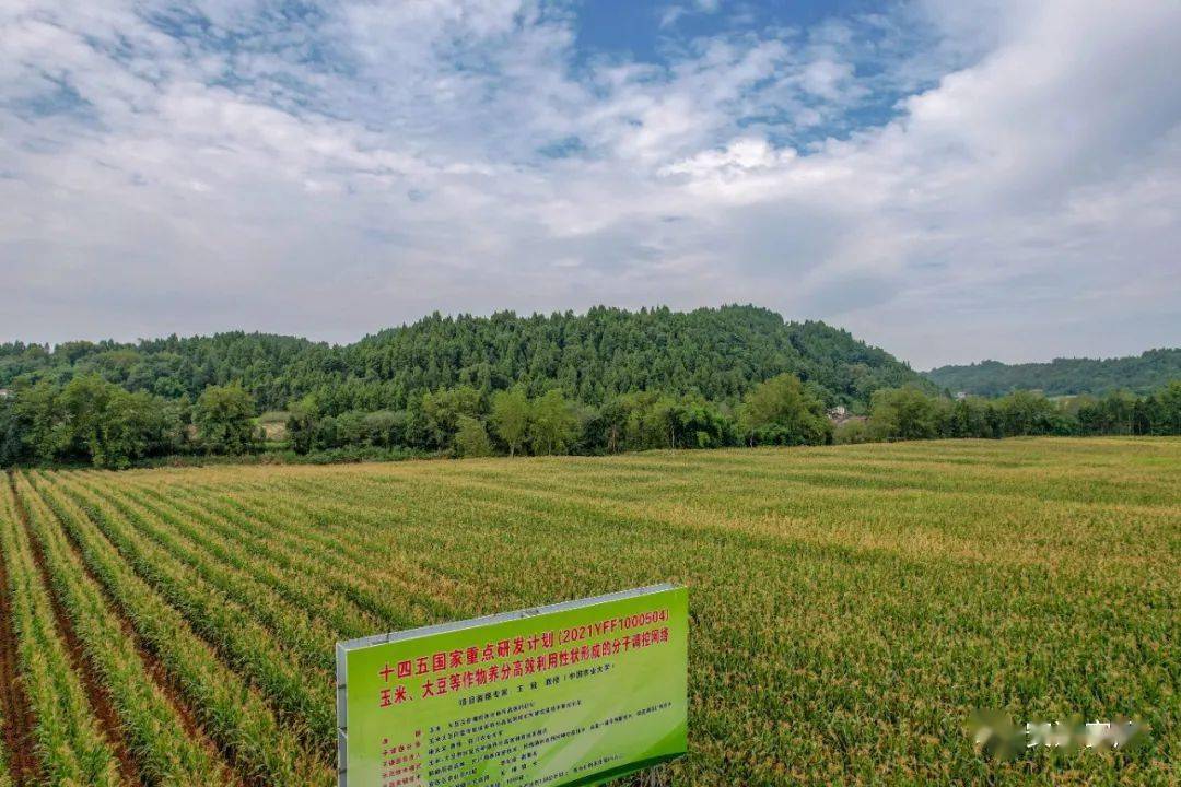 在"安居区玉米大豆带状复合种植示范基地"石洞镇双祠堂村,专家组按照