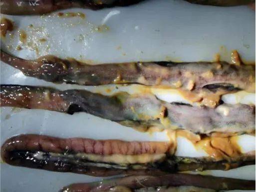 几例鸡布氏艾美耳球虫病的诊治