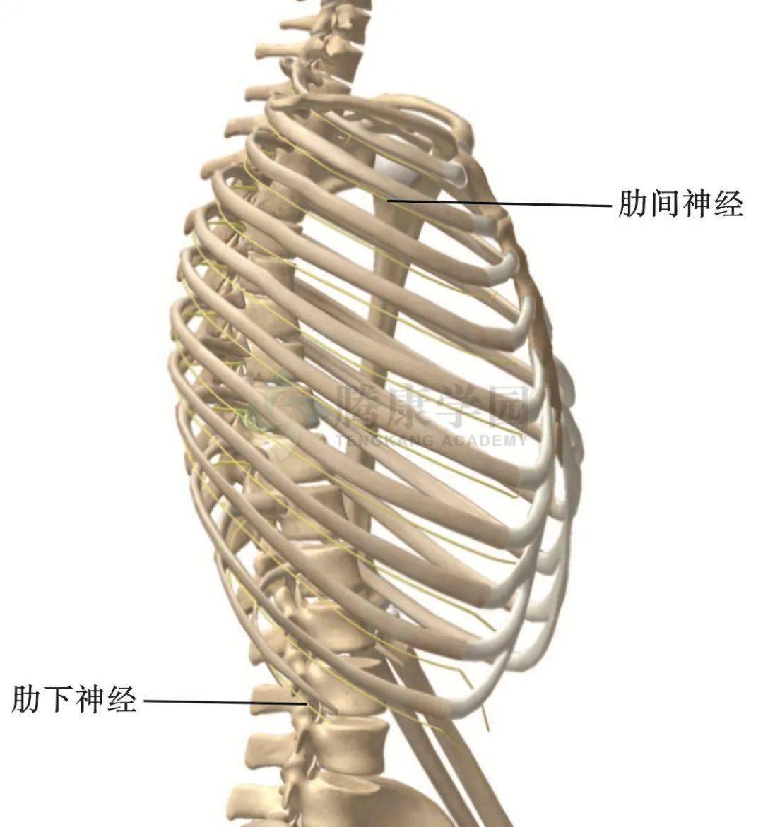 肋间神经痛的症状主要表现为胸部周围剧烈的痉挛样疼痛,通常呈带状,从