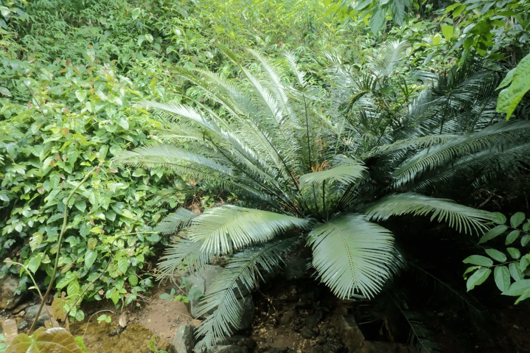 以深圳命名这些神奇物种你见过吗