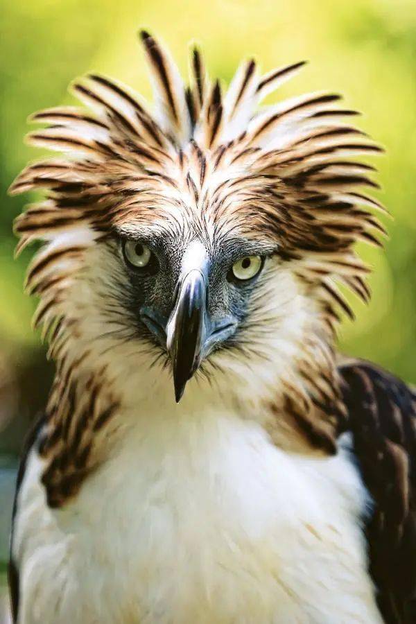 菲律宾神奇动物图鉴