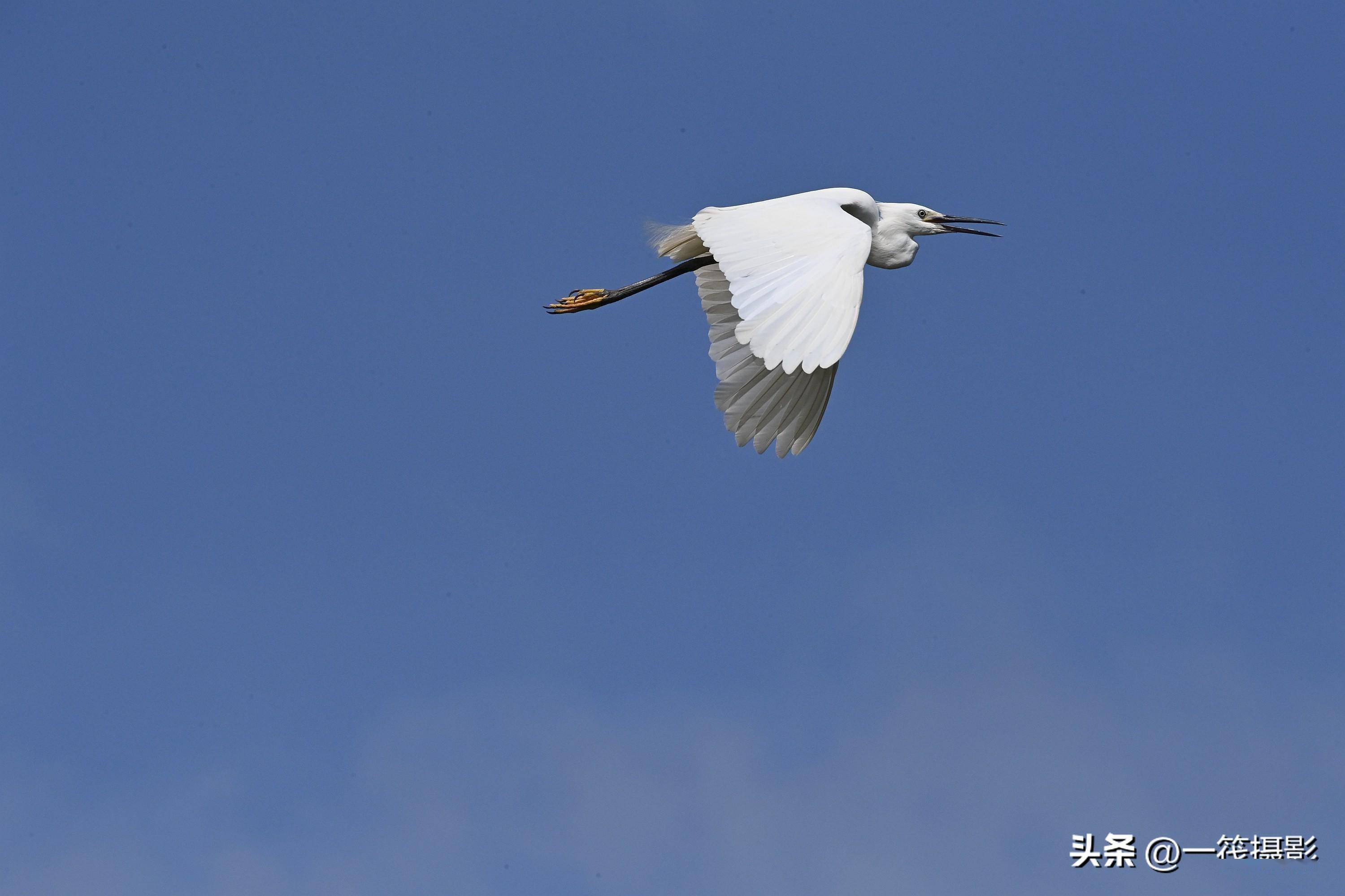 美丽生态:白鹭,蓝天_羽洁_沙埔镇_鼎湖区