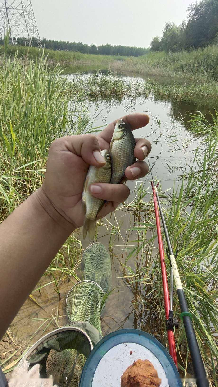 上魚以後,線咋鬆了呢,竿子沒回節啊,仔細一瞅,竿稍繩上的魚線咋沒有了