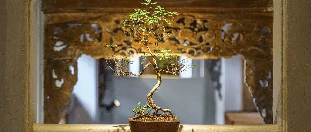 十一种旺财又旺宅的植物,摆进家门提升风水!_铜钱_钱串_家庭