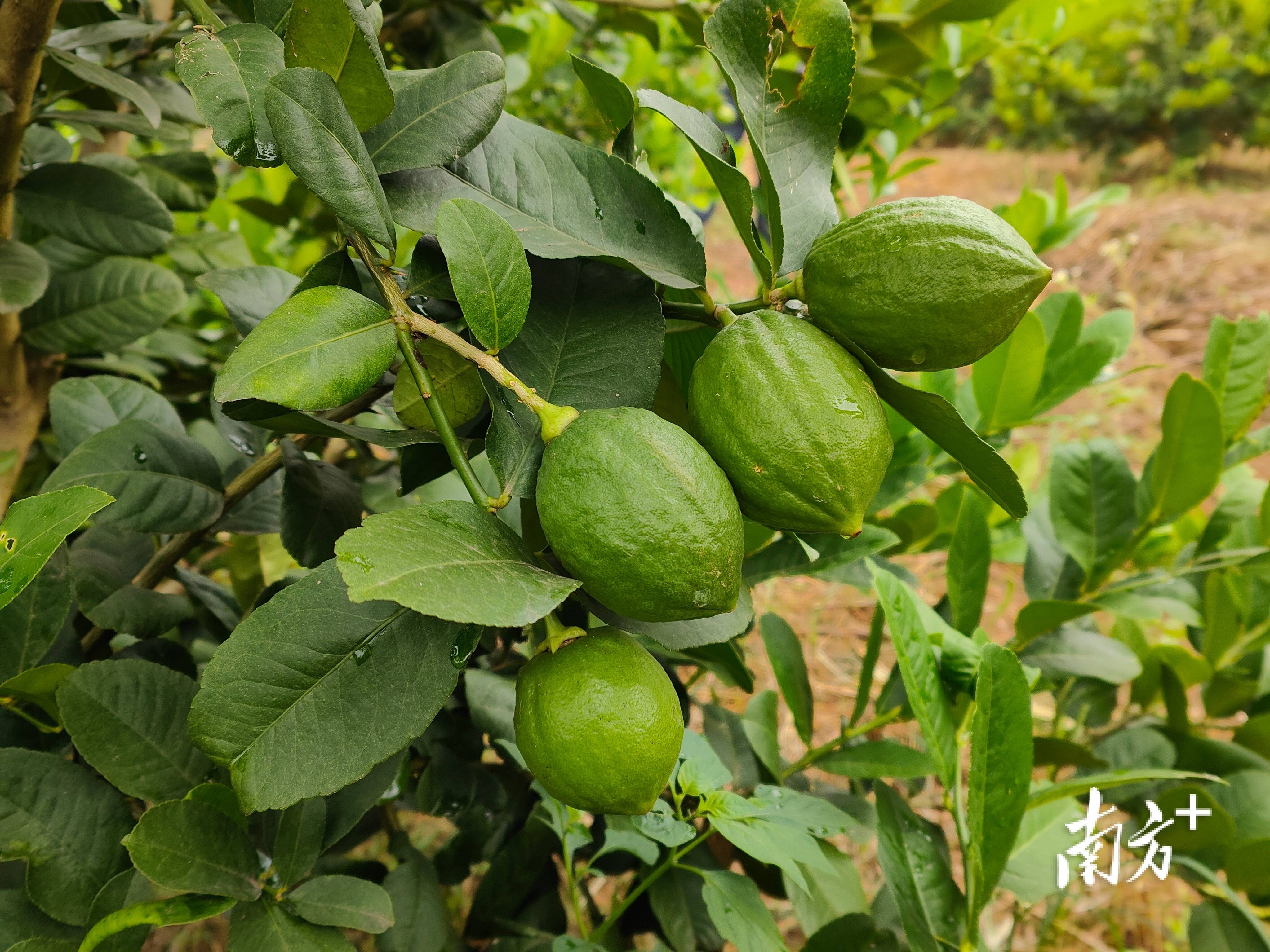 台山香水柠檬种植基地图片