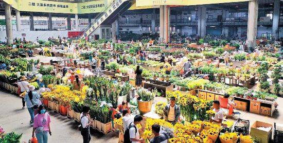 斗南花市：“亚洲花都”传奇 一花引来万花开