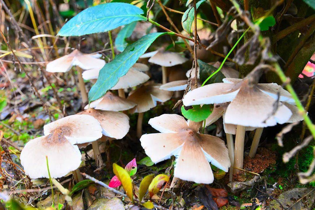 保山昌宁雷雨季节鸡枞香