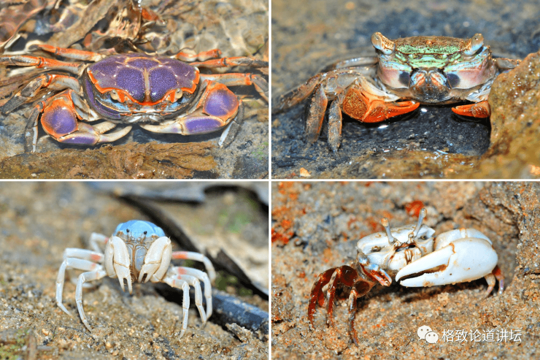 上左:隆背张口蟹 上右:双齿近相手蟹;下左:短指和尚蟹 下右:清白招