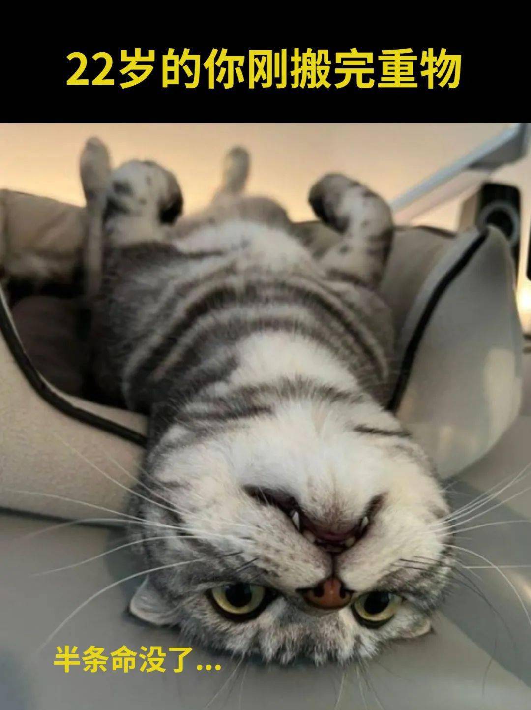 28张爆笑猫咪meme图,笑死人不偿命!_阿门_刀醒_母猫