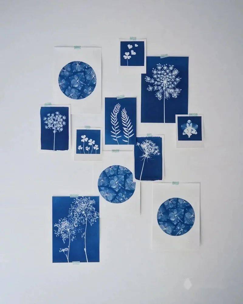 蓝晒留住自然的美丽剪影