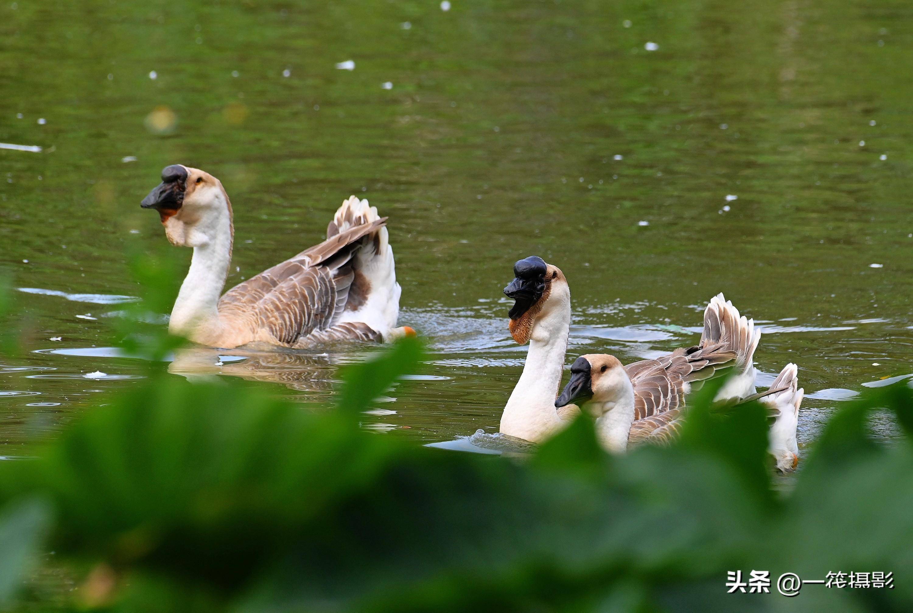 獅頭鵝的風采_潮汕_肉質_名菜