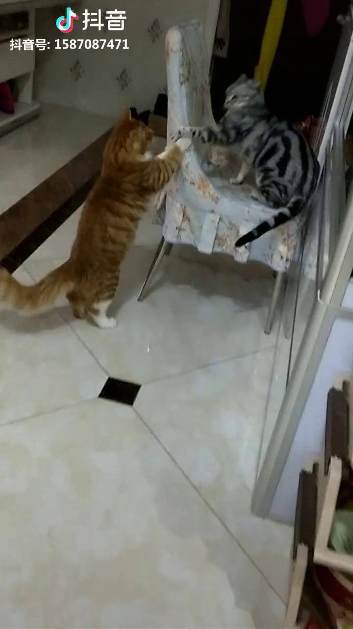 弟弟割了蛋蛋哥哥接受不了一个劲的哈它