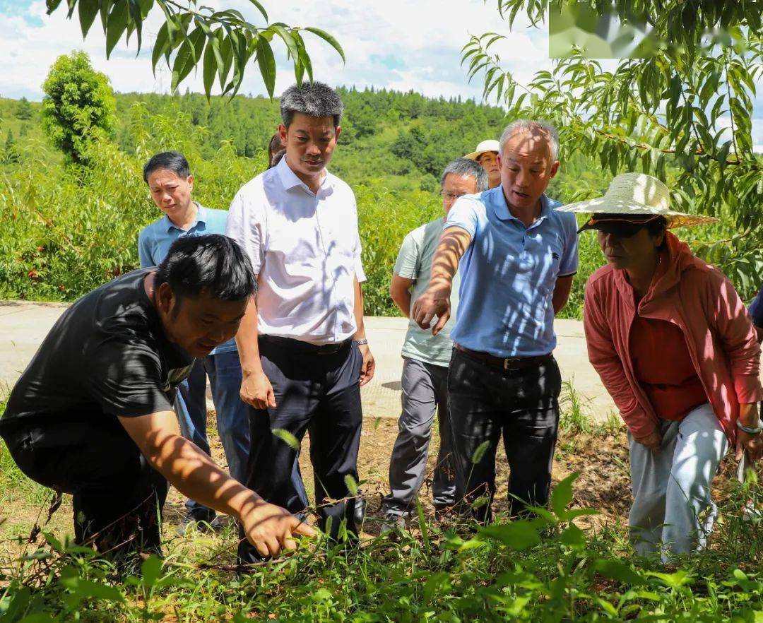 县委书记杨启明,县委常委,县委办公室主任石健,县人民政府副县长