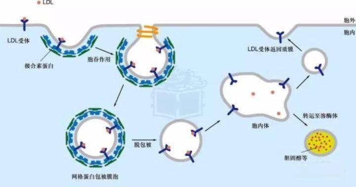 有核酸的细胞器