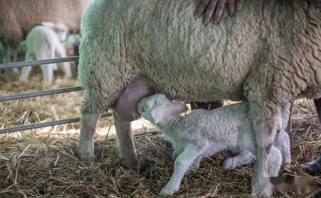 母羊的泌乳有哪些规律?_山羊_高峰_产奶量