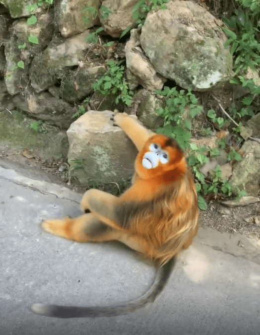 金丝猴坐路边礼貌接过游客苹果 举止优雅不像某些土匪猴
