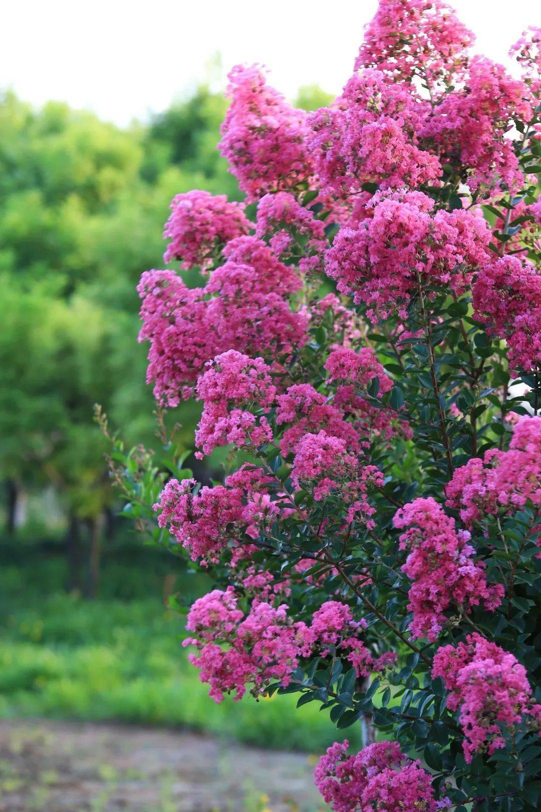 花不在春日与百花争艳紫薇花品种繁多,成簇状开花,花色丰富,花期6-9月