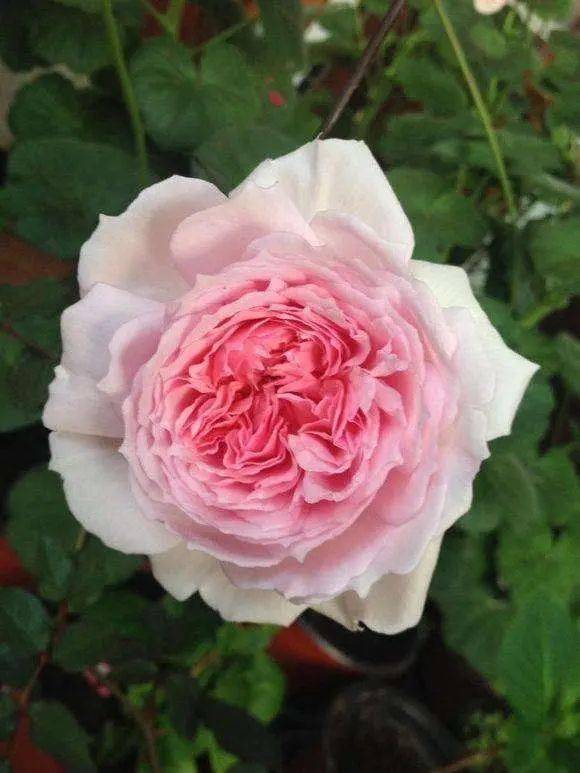 真正四季开花的藤本月季,要是你家里的太懒花,丢了养它们