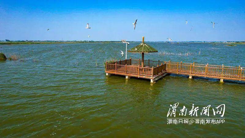 大荔黄河湿地公园图片