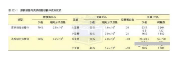 有核酸的细胞器