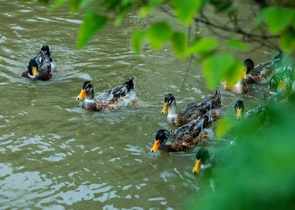 【乡村振兴】中元节,吃鸭就吃"那马鸭"_黄恒东_鸭子_天等