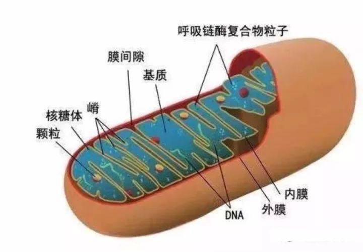 有核酸的细胞器