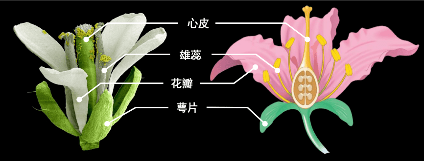 大多数植物的花包含四类花器官,由外向内依次为萼片,花瓣,雄蕊和心皮