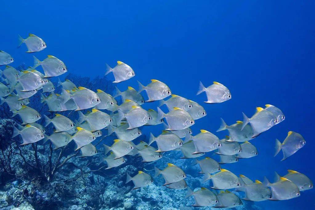而来,尽量避免渔场或者珊瑚礁海域,力争从最大限度保护海洋生态环境