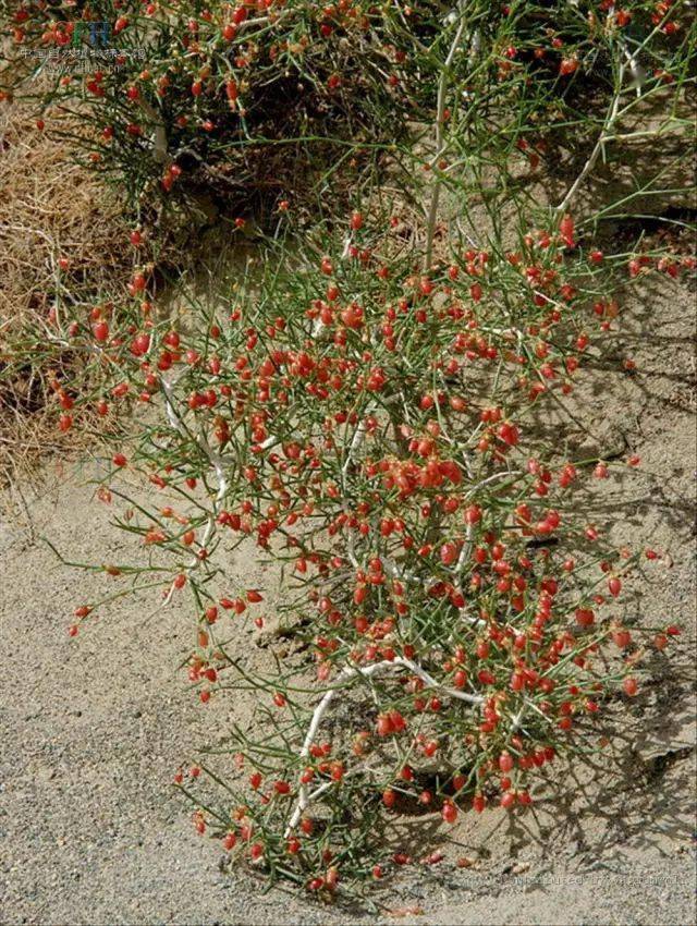 植物_土壤_根系