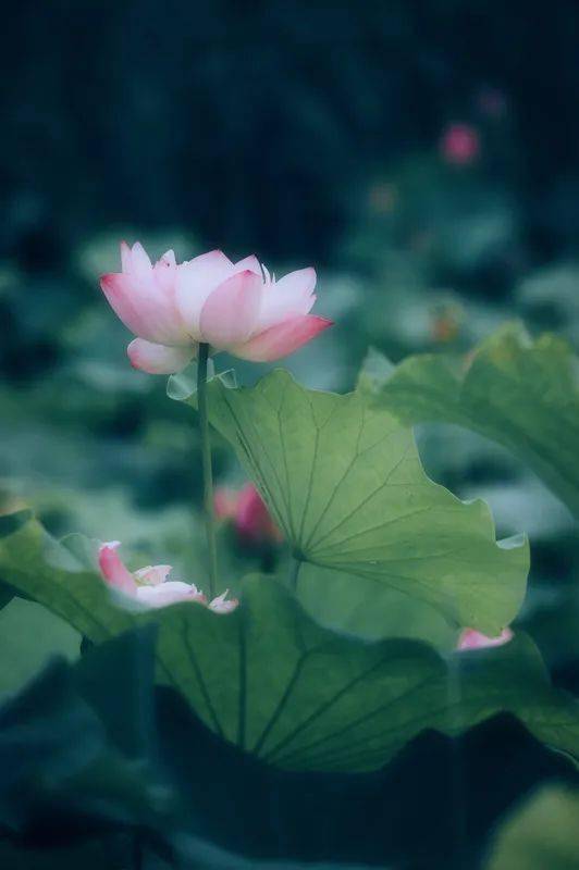 冯骥才：苦夏