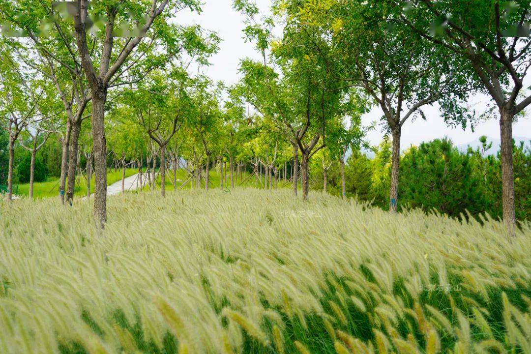 来石景山西部这座森林公园,换个角度领略京西之美!_景观_城市_黑石头