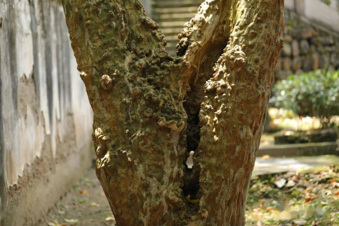紫薇的尽头是树皮_雄蕊_花药_树干