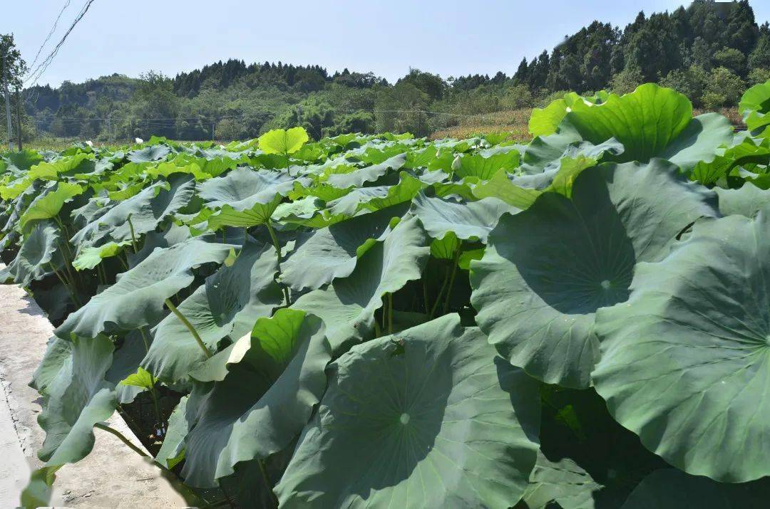 芦葭镇_成都_龙口村
