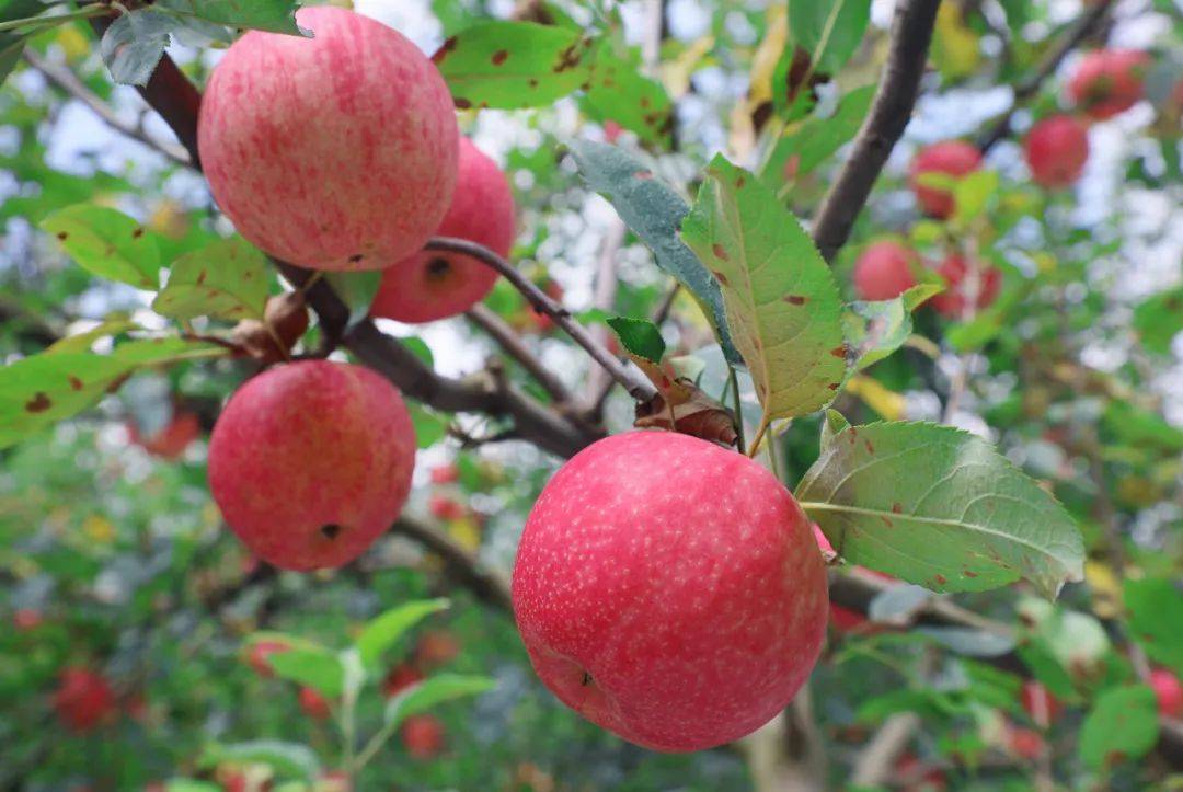 长顺嘎啦苹果成熟上市啦_广顺镇_沈登豪_沈芳碧