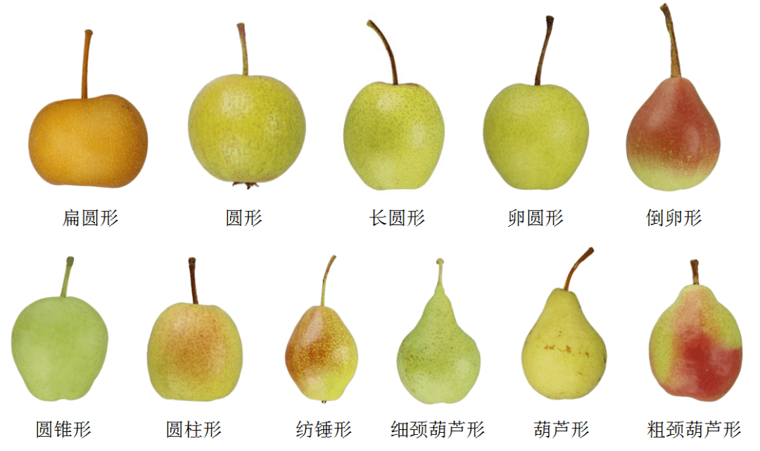 常见梨的品种及图片图片