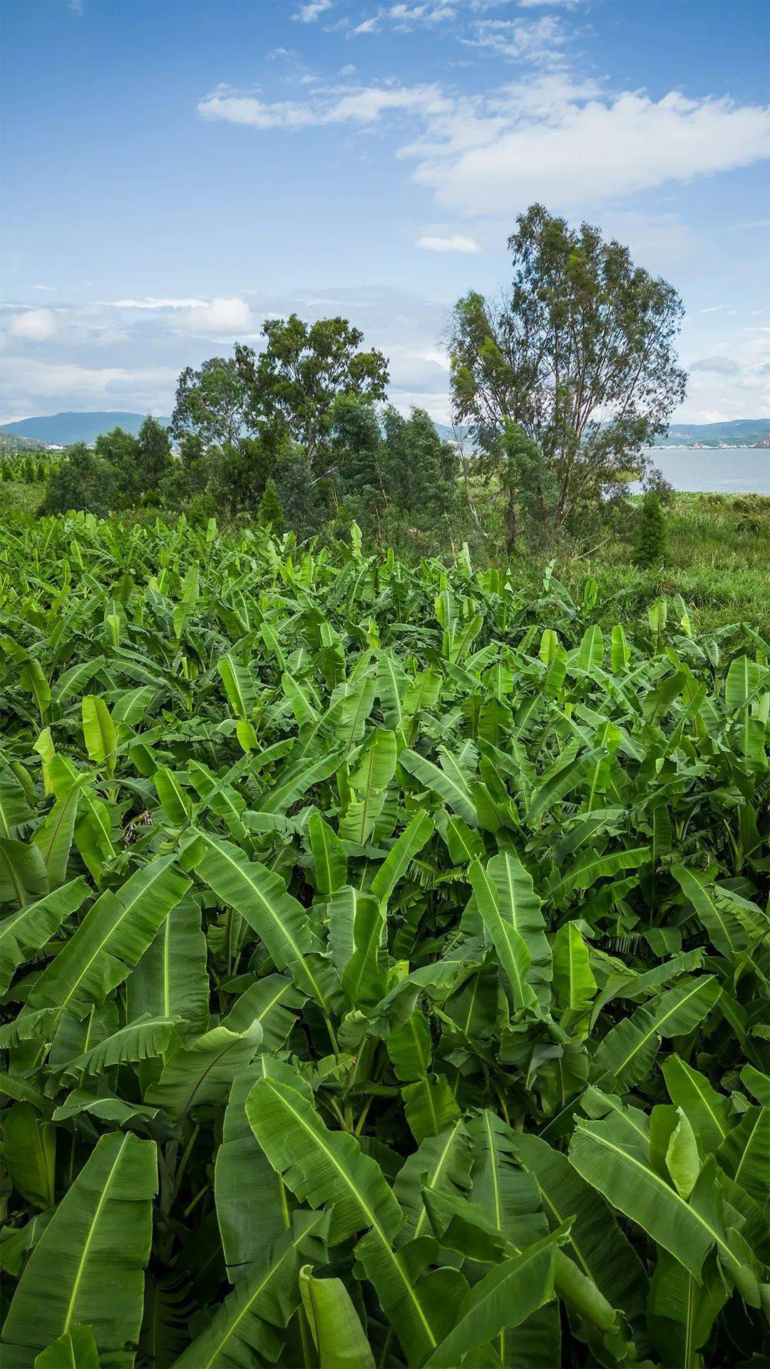 蓝天,白云,芭蕉树风起叶动,摇曳生姿满目青绿中,铁扇公主是否沉醉不知