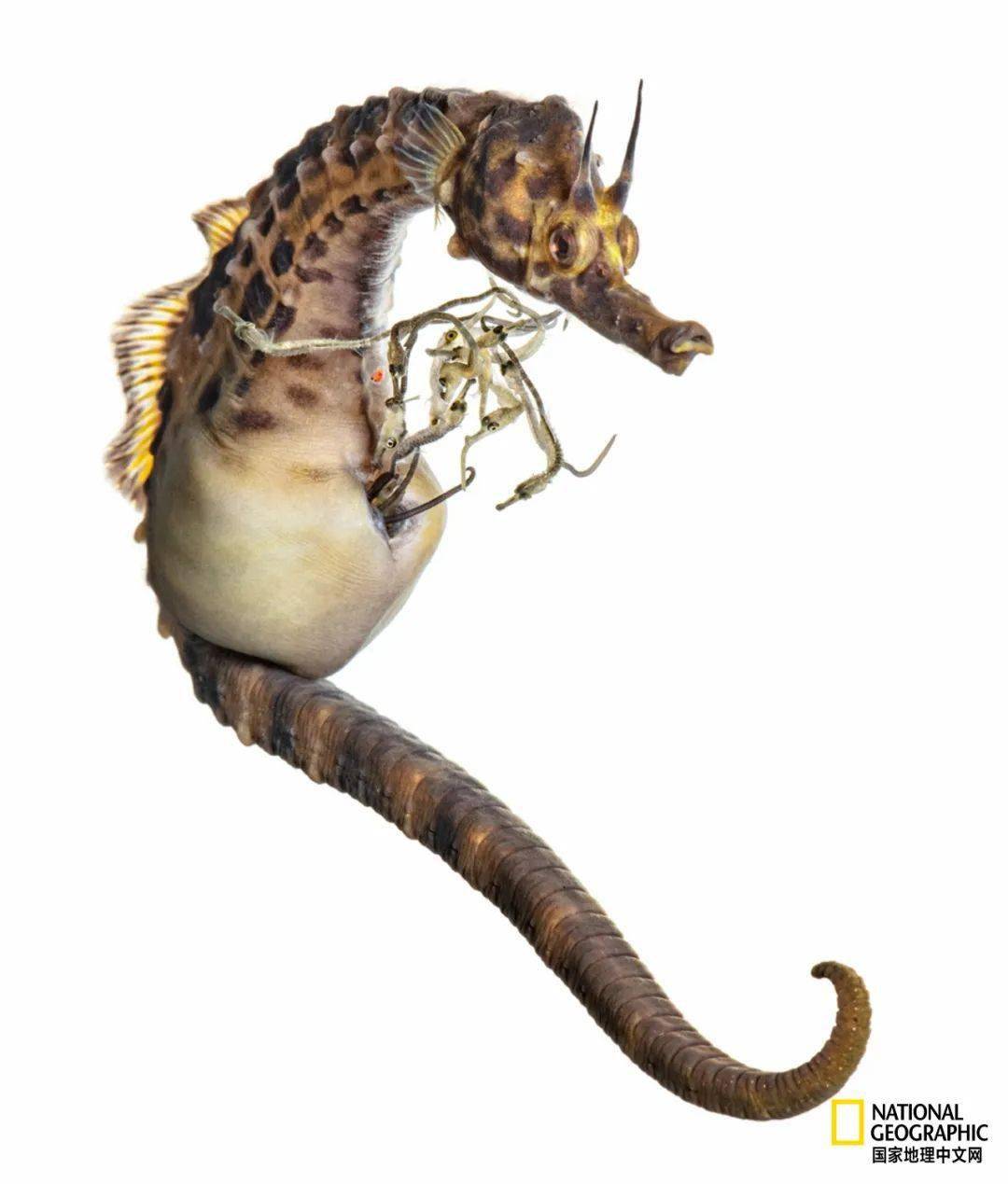 雄性为什么不能怀孕?_海马_潜水_摄影