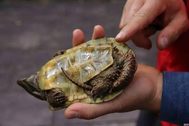广州街坊捡到一直乌龟,发现很怪,一查竟是……_南沙_头部_救护