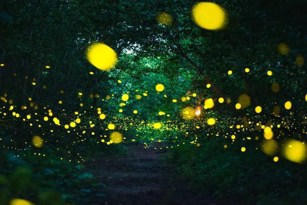 huzhou firefly/莫干山萤光水森林生态园观赏如童话世界里的星光闪烁