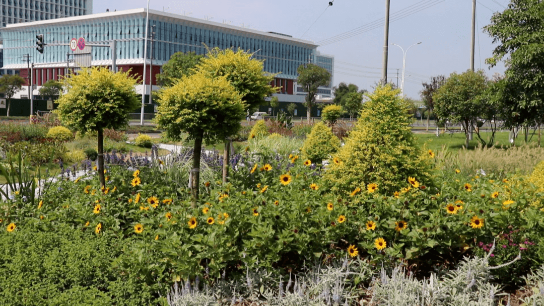 道路交通节点绿化打造 扮靓城市风景线