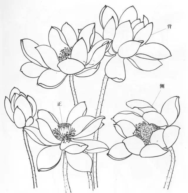 水墨荷花画法,很好的教程,值得收藏!_叶盖_莲蓬_结构