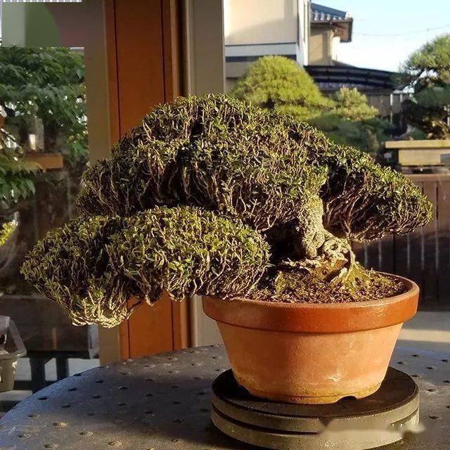 精品200款日本缩缅葛盆景