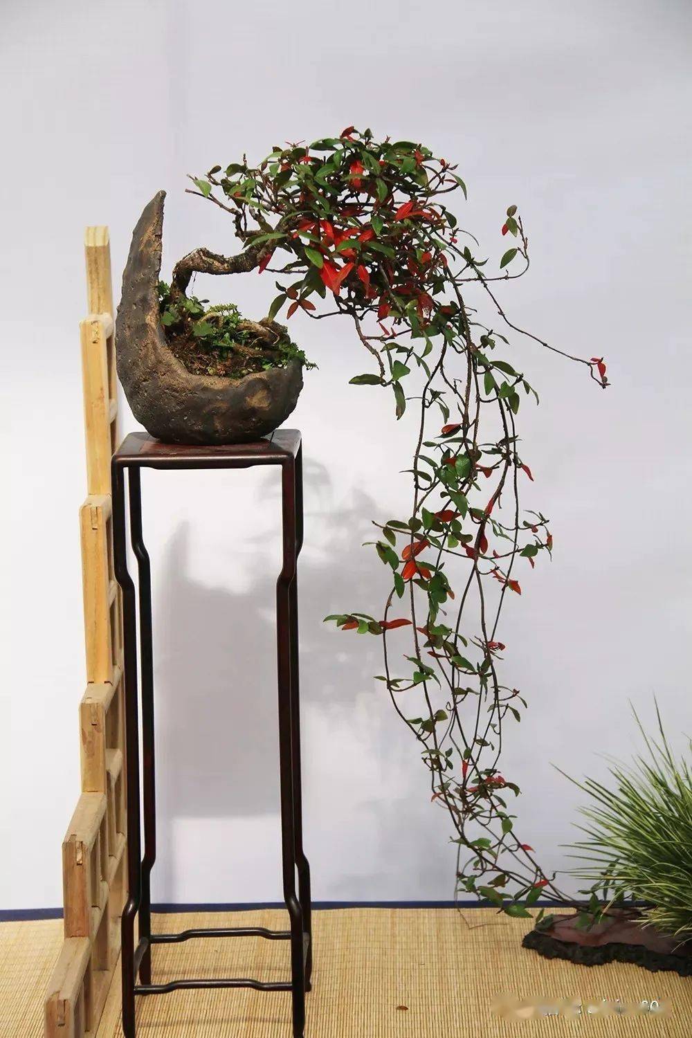 精品200款日本缩缅葛盆景