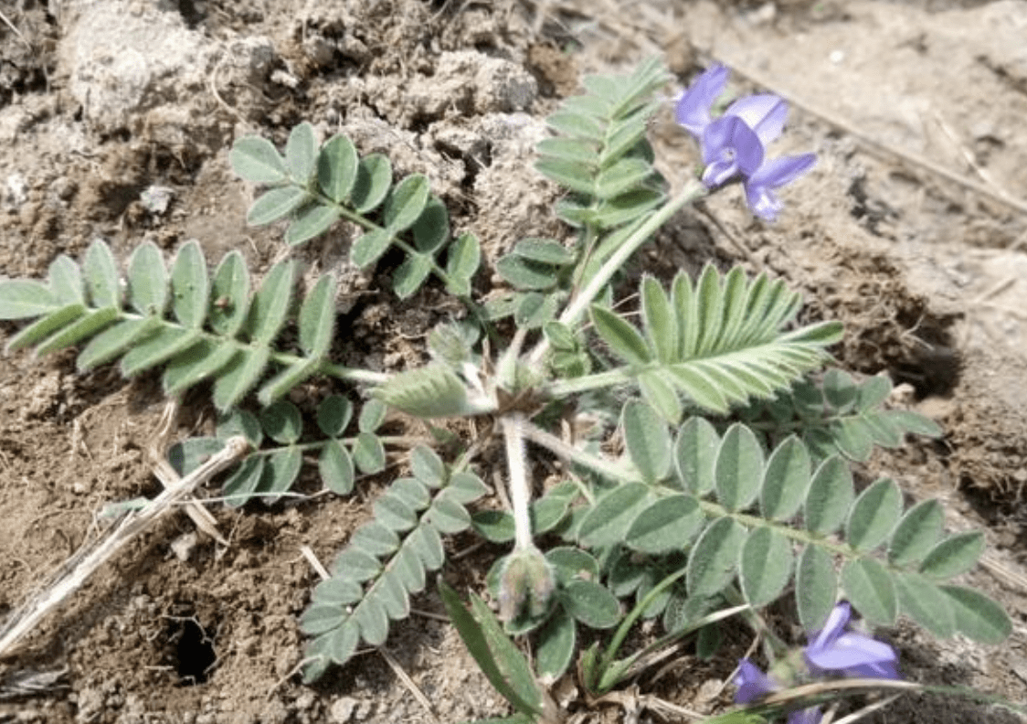 农村路边有1种"米口袋",是珍贵野生植物,拔1棵少1棵,请珍惜_花友_花朵