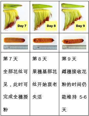 玉米种子发芽过程记录图片