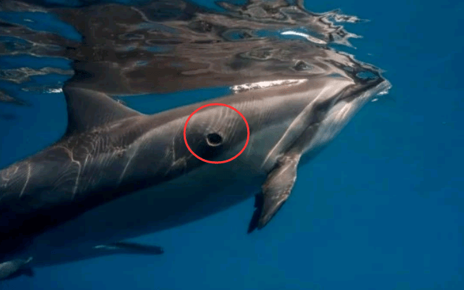 达摩鲨咬痕图片