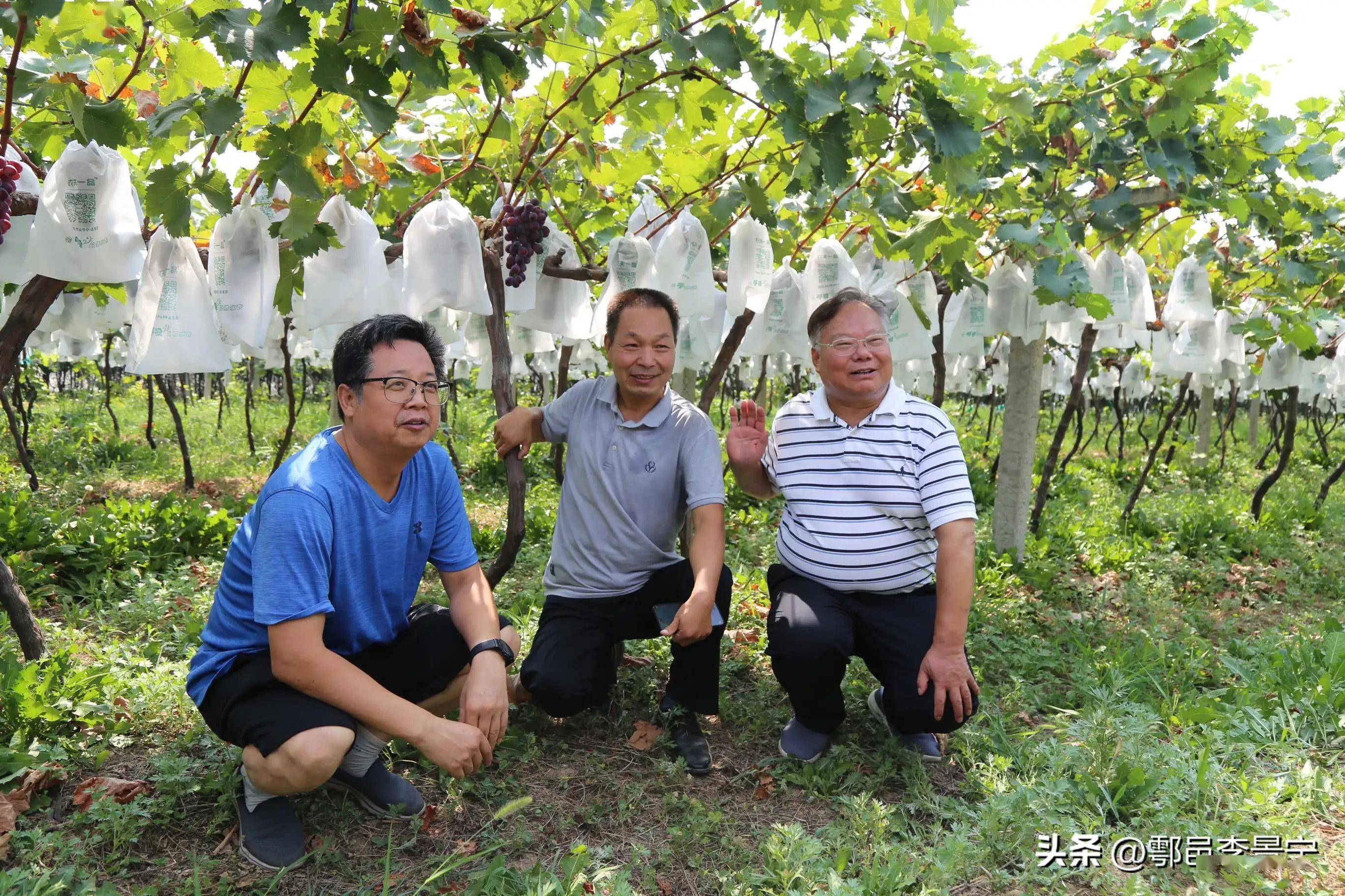 2022年香悦西安鄠邑"五龙葡萄"开园仪式暨品鉴会今日举行_产业界_陕西