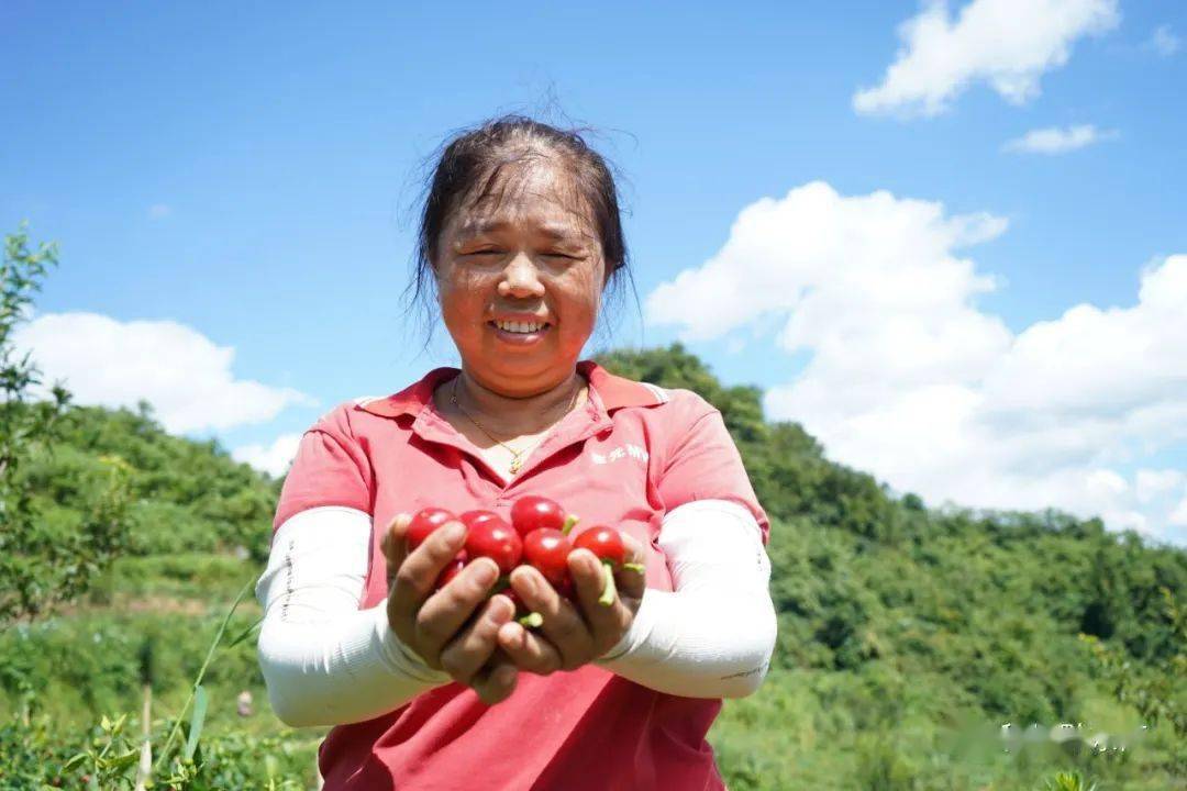 67【头条】贵州岑巩:农村"辣姐"走出"红火"带富路_游本玲_辣椒_产业