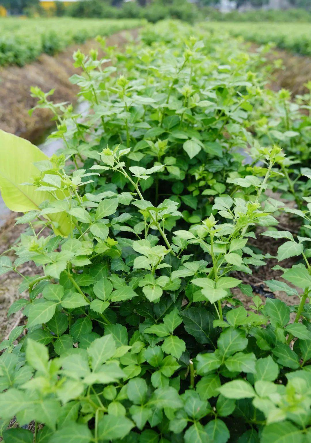 這個恩平田間的野草,竟然會有清熱排毒,消暑解渴,減肥抗疲勞的奇效!