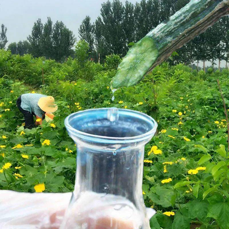 食在秀洲丨夏日里的小安若素_丝瓜_范医生_毛豆